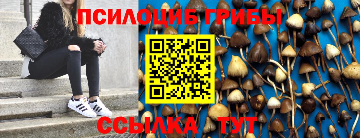 Псилоцибиновые грибы Psilocybine cubensis Славгород